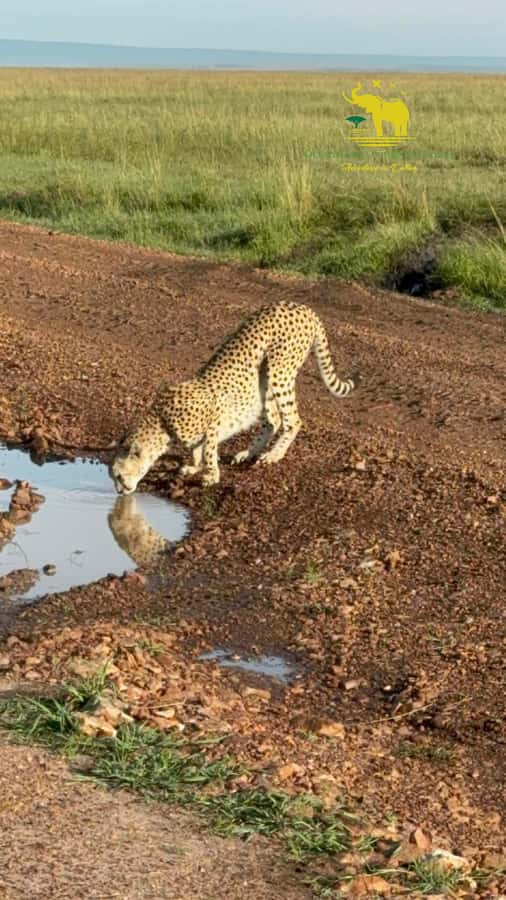 From Nairobi to Masai Mara Reserve & Village visit Day trip - Four hours among the animals