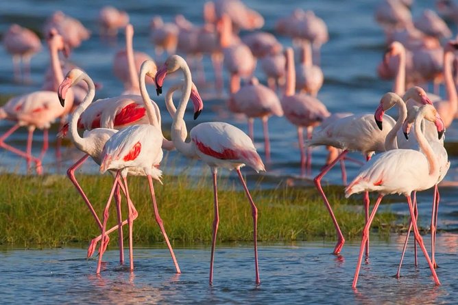 Full-Day Lake Nakuru National Park from Nairobi - Crossing the Great Rift Valley