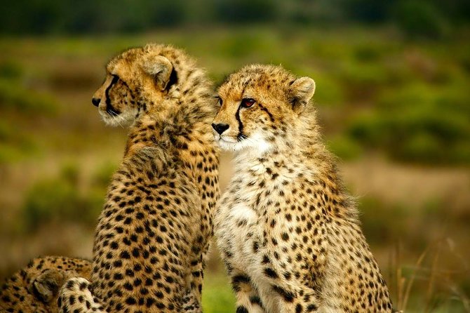 Full-Day Lake Nakuru National Park from Nairobi - Lunch at Lake Nakuru Lodge