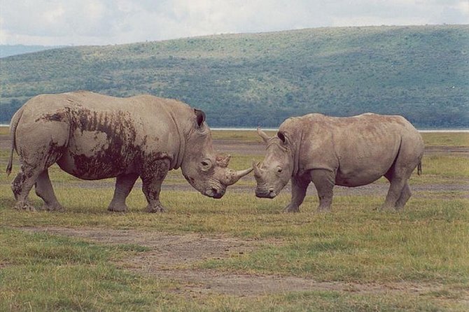 Full-Day Lake Nakuru National Park from Nairobi - Who should book this Nakuru day trip?