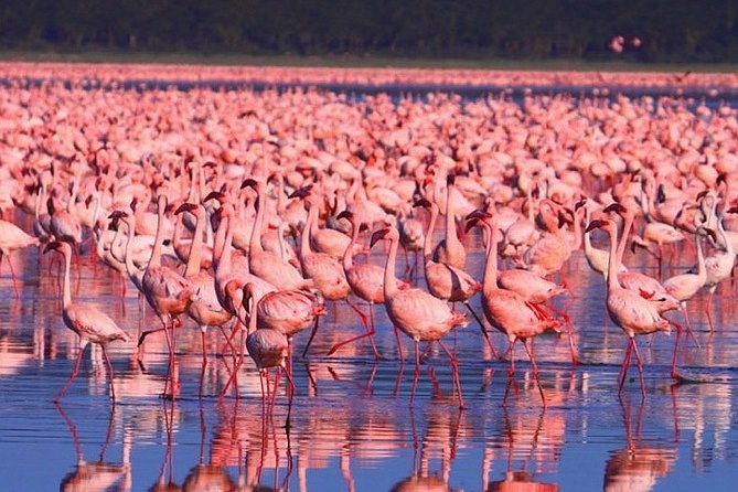 Full-Day Lake Nakuru National Park from Nairobi - The first two-hour game drive