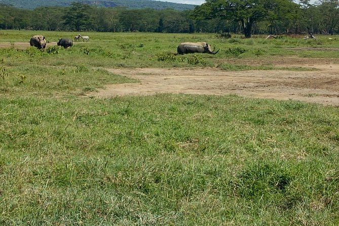 Full-Day Lake Nakuru National Park Private Tour from Nairobi - Why Lake Nakuru Makes a Strong Nairobi Day Trip