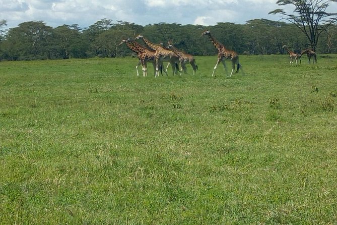 Full-Day Lake Nakuru National Park Private Tour from Nairobi - Three Hours Among Lake Nakuru Wildlife