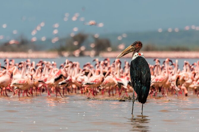 Full-Day Lake Nakuru National Park Private Tour from Nairobi - More Game Viewing on the Way Out