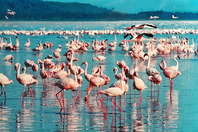 Full-Day Lake Nakuru National Park Private Tour from Nairobi - Adding the One-Hour Lake Naivasha Boat Ride