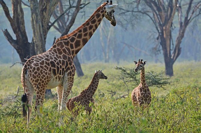 Full Day Lake Nakuru Park and optional boat ride on Lake Naivasha - Great Rift Valley views after the Nairobi pickup