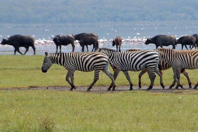 Full Day Lake Nakuru Park and optional boat ride on Lake Naivasha - Makalia Waterfalls and a short photo stop