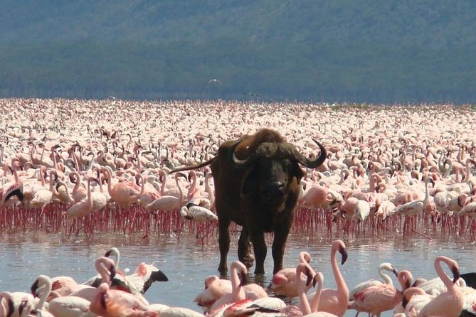 Full Day Lake Nakuru Park and optional boat ride on Lake Naivasha - Lake Nakuru National Park and the first game drive
