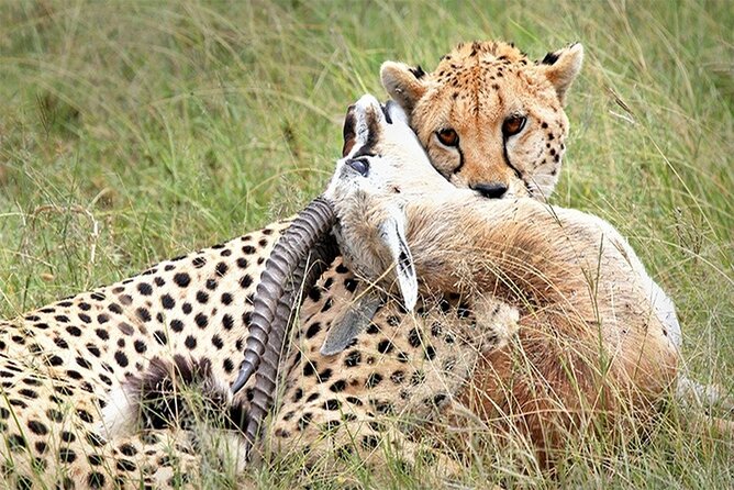 Full Day Private Tour of Tsavo East National Park from Mombasa - Why Tsavo East makes a strong day trip from Mombasa