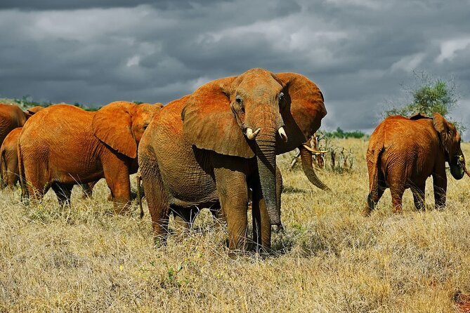 Full Day Private Tour of Tsavo East National Park from Mombasa - Aruba Dam and the best chance for animal activity