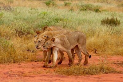 Full Day Private Tour of Tsavo East National Park from Mombasa