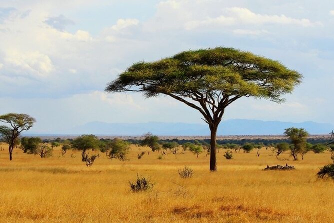 Full Day Private Tour of Tsavo East National Park from Mombasa - The guides make the biggest difference