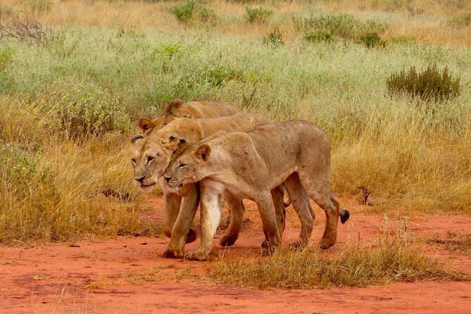 Full Day Private Tour of Tsavo East National Park from Mombasa - The 5:30 am departure from Mombasa