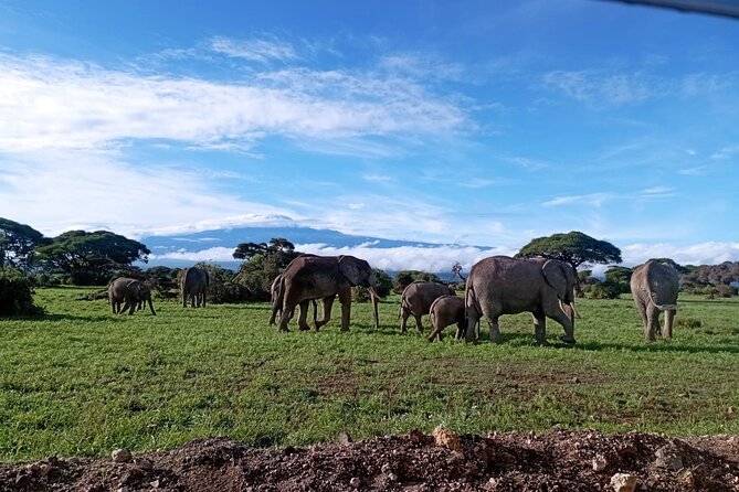 Full Day Tour in Amboseli National Park from Nairobi - Key points at a glance
