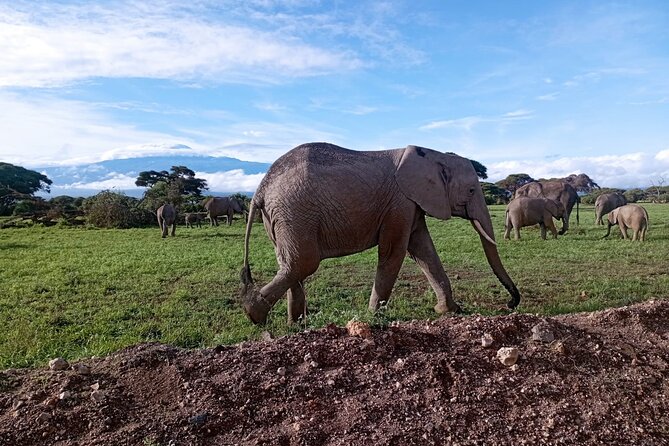 Full Day Tour in Amboseli National Park from Nairobi - Why Amboseli makes sense for a one-day safari