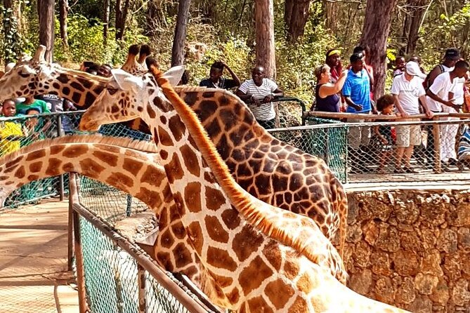 Full day tour in Mombasa - The Mombasa Tusks and Moi Avenue