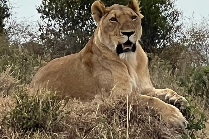 Full Day Tour to Amboseli National Park - A private safari with room for better communication