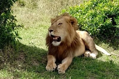 Full Day Tour to Amboseli National Park