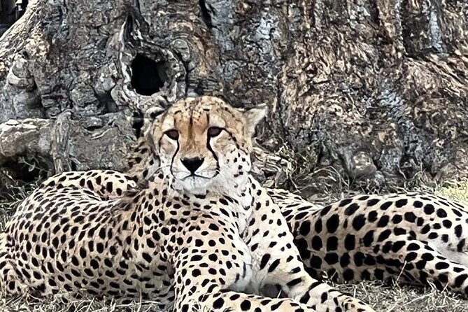 Full Day Tour to Amboseli National Park - What the $590 price really covers