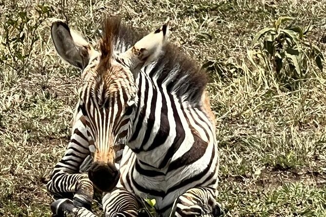Full Day Tour to Amboseli National Park - The long return to Nairobi