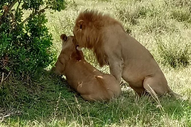 Full Day Tour to Amboseli National Park - Practical details that matter