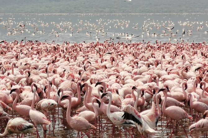 Full Day tour to Lake Nakuru National Park From Nairobi - The 6:00am departure and Great Rift Valley viewpoint