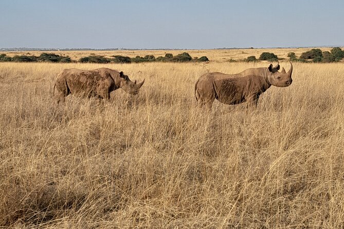 Full Day tour to Lake Nakuru National Park From Nairobi - What the private format adds