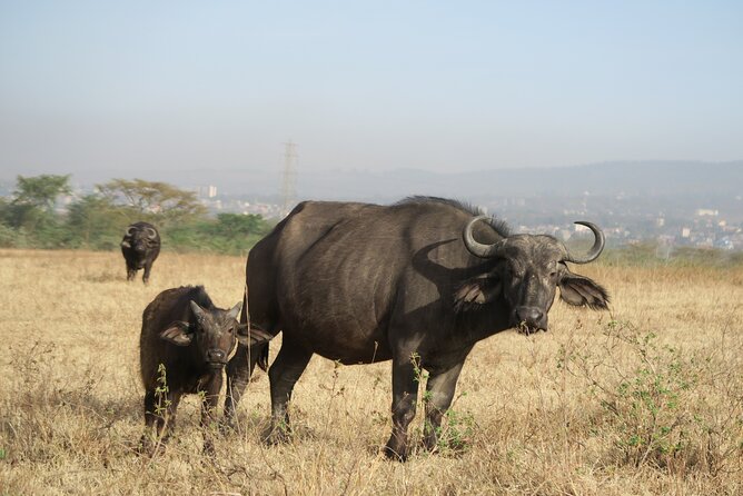 Full Day tour to Lake Nakuru National Park From Nairobi - Four hours among rhinos and flamingos at Lake Nakuru