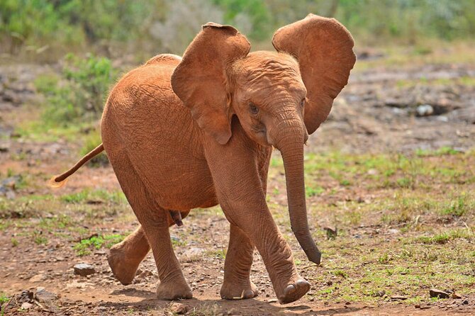 Giraffe Center and David Sheldrick Elephant Orphanage Day Tour from Nairobi - Lunch, transport, and the pace of the day