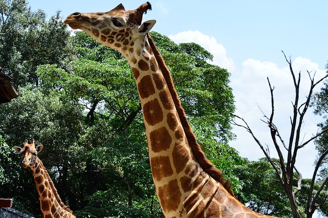 Giraffe Center and David Sheldrick Elephant Orphanage Day Tour from Nairobi - Who should book this experience?