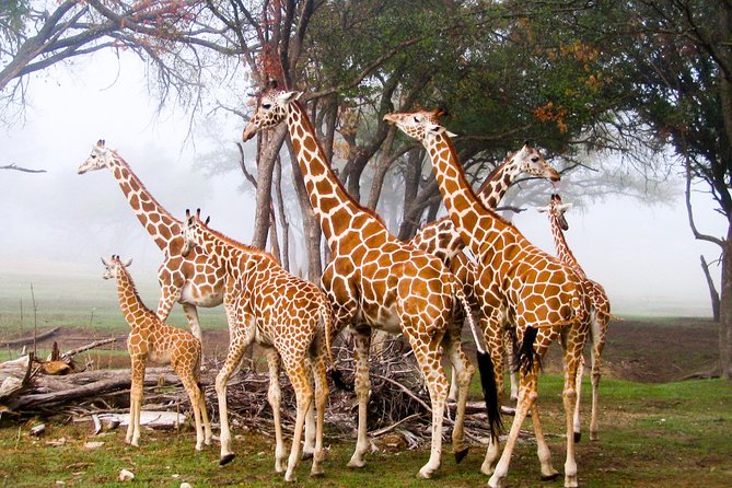 Giraffe Center and David Sheldrick Elephant Orphanage Day Tour from Nairobi - Booking details worth keeping handy