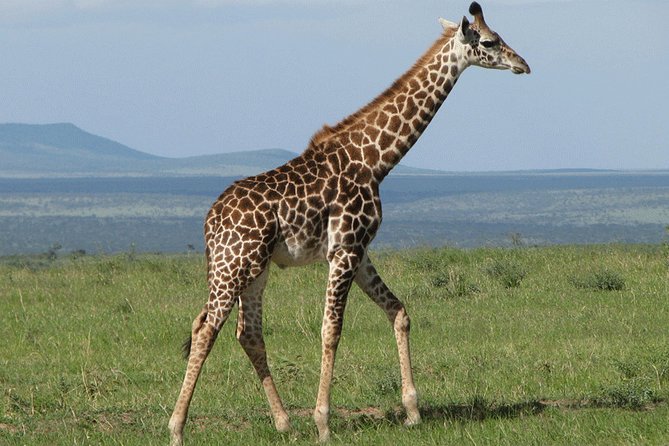 Giraffe Center and David Sheldrick Elephant Orphanage Day Tour from Nairobi - Meeting giraffes at the Giraffe Centre