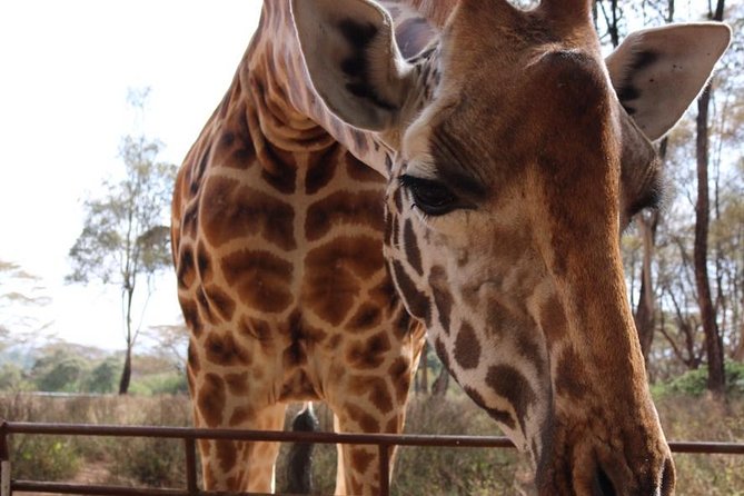 Giraffe Center and David Sheldrick Elephant Orphanage Tour - Three Nairobi highlights in one morning and afternoon