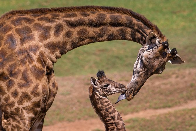 Giraffe Center and David Sheldrick Elephant Orphanage Tour - Kazuri Beads and the craft behind the souvenirs