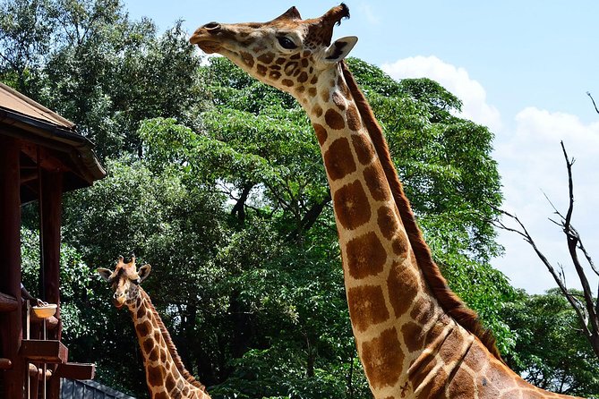Giraffe Center and David Sheldrick Elephant Orphanage Tour - What the vehicle and group size mean