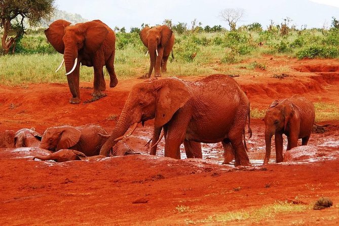 Giraffe Center and David Sheldrick Elephant Orphanage Tour - Who should choose this outing