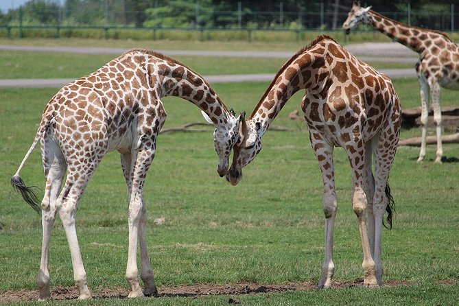 Giraffe Center and David Sheldrick Elephant Orphanage Tour - Booking details worth keeping in mind
