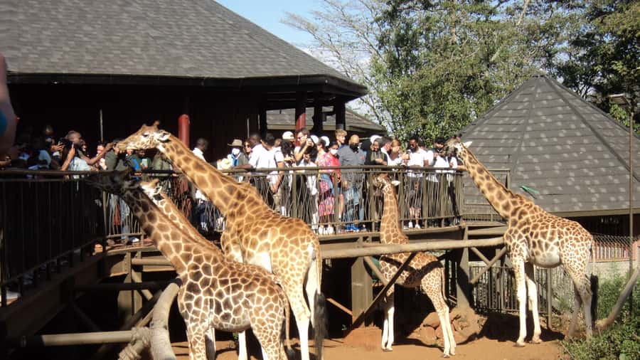 Giraffe Center and Karen Blixen Museum Tour from Nairobi - Key points to know before booking