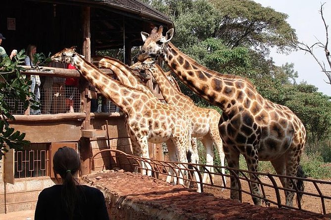 Giraffe center, Elephant Orphanage and Beads Center - Feeding giraffes at the Giraffe Centre