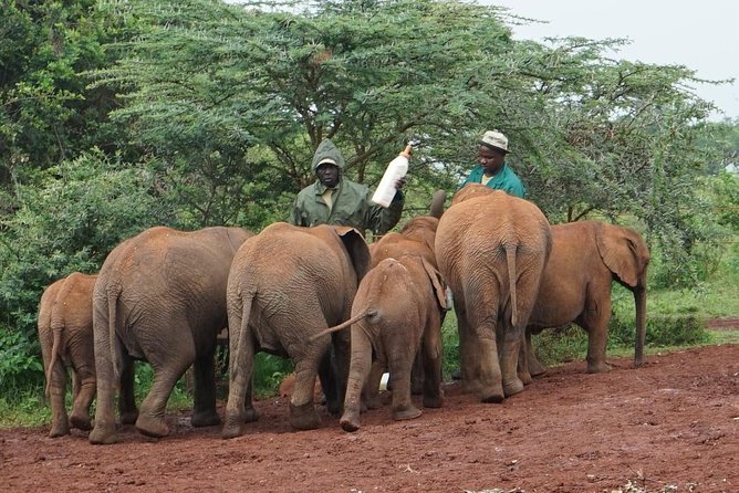 Giraffe center, Elephant Orphanage and Beads Center - Kazuri and Kobe Beads, where craft supports families