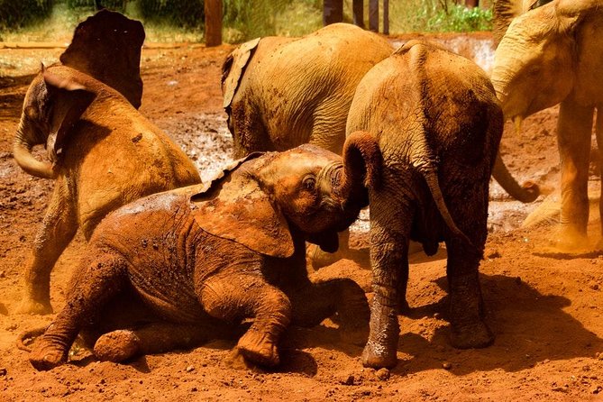 Giraffe center, Elephant Orphanage and Beads Center - Guides who make the long day easier