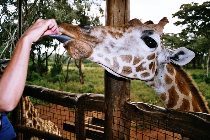 Giraffe center, Elephant Orphanage and Beads Center - Who will enjoy this outing most