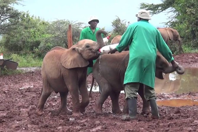 Giraffe center, Elephant Orphanage and Beads Center - Practical details that affect your day