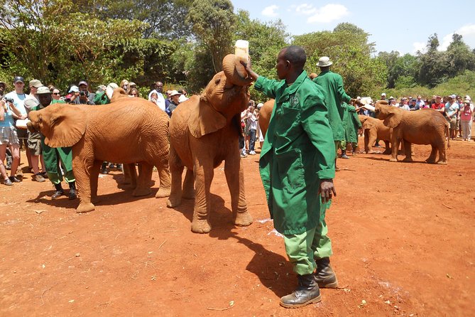 Giraffe center, Elephant Orphanage and Beads Center - The 11am window at Sheldrick Wildlife Trust