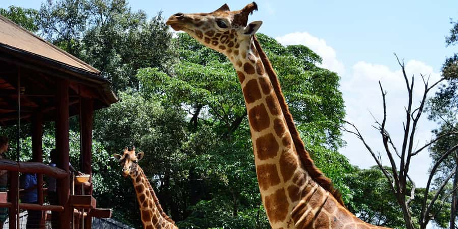 Giraffe Center, Elephant Orphanage and Bomas of Kenya Tour - Transport problems can change the final hour