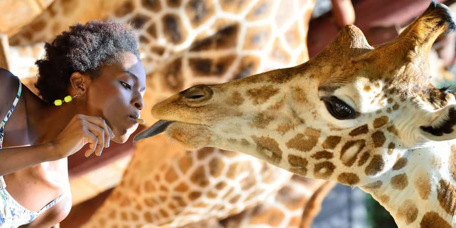 Giraffe Center, Elephant Orphanage and Bomas of Kenya Tour - Meeting the giraffes at the Giraffe Centre