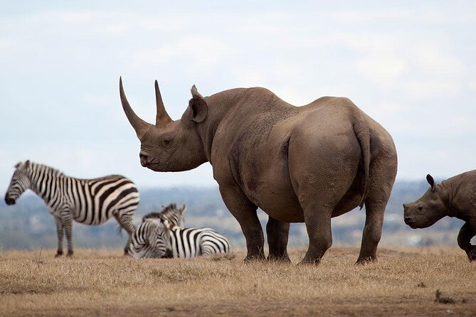 Giraffe Center, Elephant Orphanage and Nairobi National Park Day Tour Nairobi - One long day, four very different stops