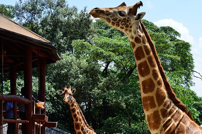 Giraffe Center, Elephant Orphanage and Nairobi National Park Day Tour Nairobi - Lunch before Nairobi National Park