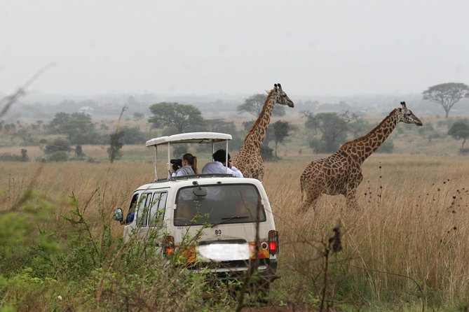 Giraffe Center, Elephant Orphanage and Nairobi National Park Day Tour Nairobi - Nairobi National Park: the main wildlife payoff