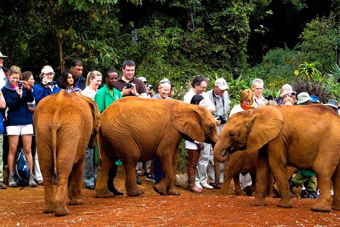 Giraffe Center, Elephant Orphanage and Nairobi National Park Day Tour Nairobi - What the $245 price really covers